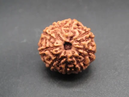 9 Mukhi Rudraksha