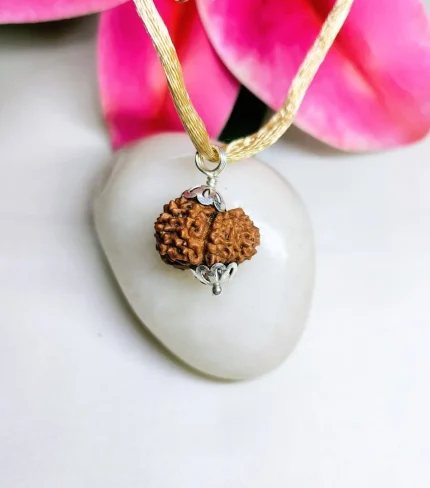 12 Mukhi Rudraksha
