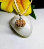 12 Mukhi Rudraksha