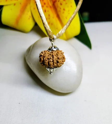12 Mukhi Rudraksha