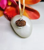 12 Mukhi Rudraksha