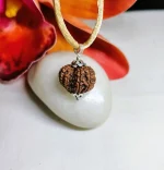 12 Mukhi Rudraksha
