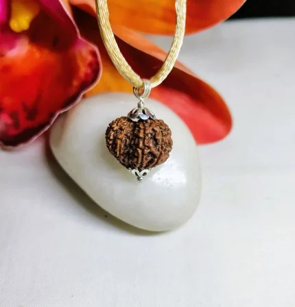 12 Mukhi Rudraksha
