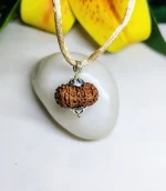 12 Mukhi Rudraksha