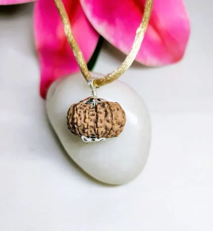 12 Mukhi Rudraksha