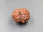 12 Mukhi Rudraksha