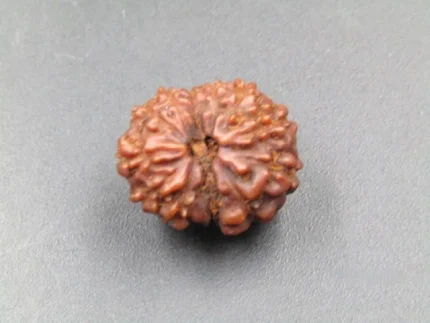 12 Mukhi Rudraksha