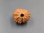 12 Mukhi Rudraksha