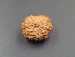 12 Mukhi Rudraksha