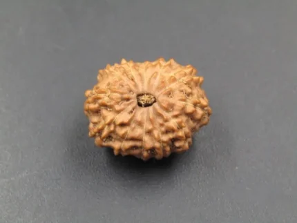 12 Mukhi Rudraksha