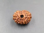 12 Mukhi Rudraksha