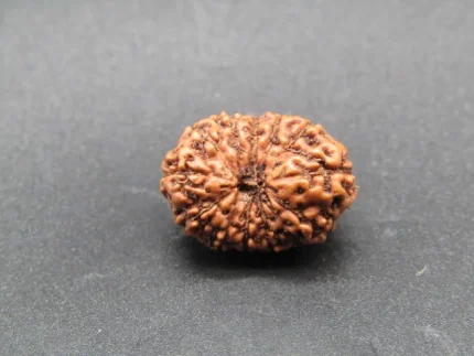12 Mukhi Rudraksha