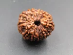 12 Mukhi Rudraksha