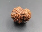 12 Mukhi Rudraksha