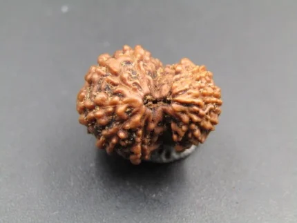 12 Mukhi Rudraksha