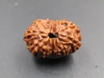 12 Mukhi Rudraksha