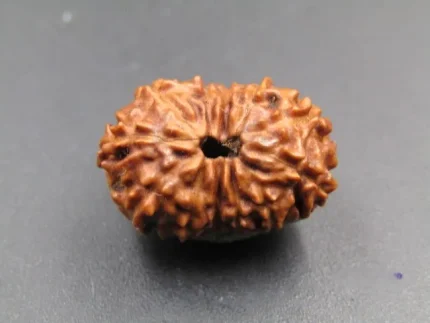 12 Mukhi Rudraksha