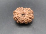 12 Mukhi Rudraksha