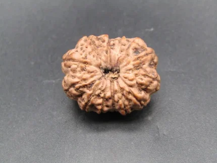 12 Mukhi Rudraksha