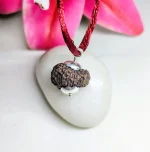14 Mukhi Rudraksha