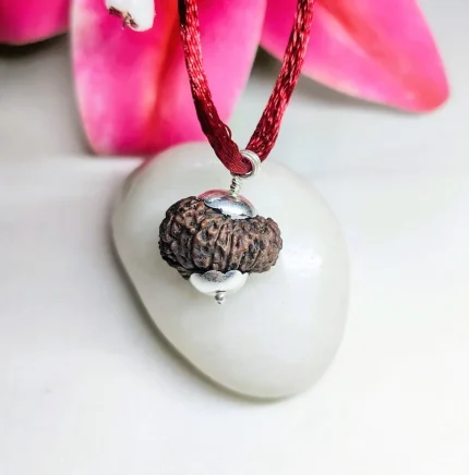 14 Mukhi Rudraksha
