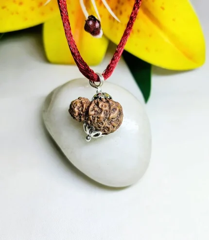 14 Mukhi Rudraksha