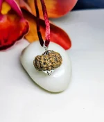 14 Mukhi Rudraksha
