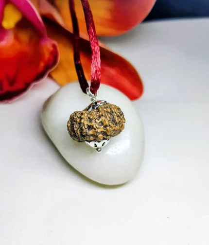 14 Mukhi Rudraksha