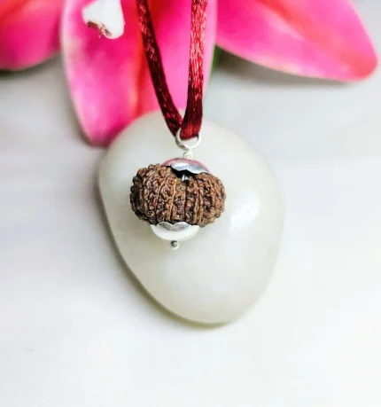 14 Mukhi Rudraksha