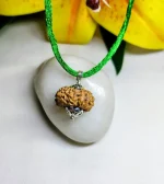 14 Mukhi Rudraksha