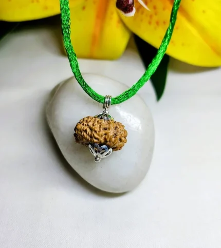 14 Mukhi Rudraksha