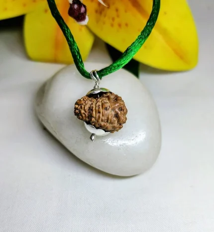 14 Mukhi Rudraksha