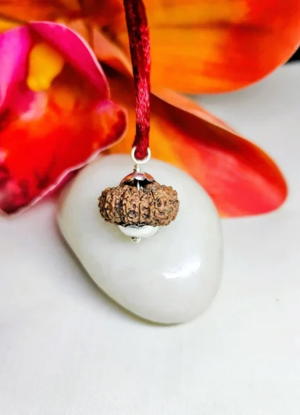 14 Mukhi Rudraksha