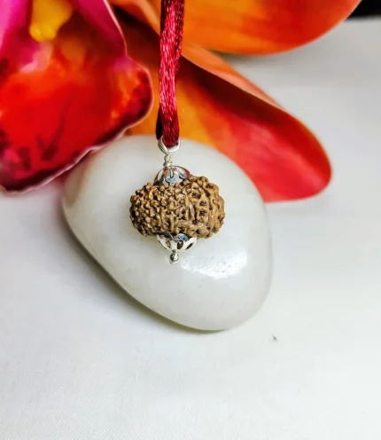 14 Mukhi Rudraksha