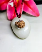 14 Mukhi Rudraksha