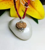 14 Mukhi Rudraksha
