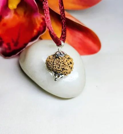 14 Mukhi Rudraksha