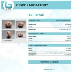 14 Mukhi Certificate