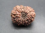 14 Mukhi Rudraksha