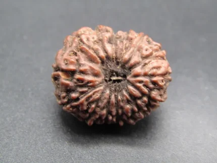 14 Mukhi Rudraksha