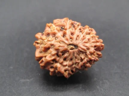 14 Mukhi Rudraksha