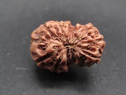 14 Mukhi Rudraksha