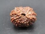 14 Mukhi Rudraksha