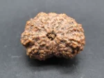 14 Mukhi Rudraksha