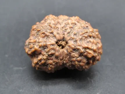 14 Mukhi Rudraksha