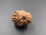 14 Mukhi Rudraksha
