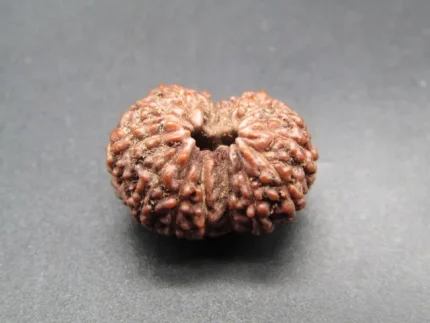 14 Mukhi Rudraksha