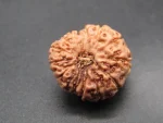 14 Mukhi Rudraksha