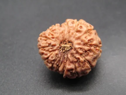 14 Mukhi Rudraksha