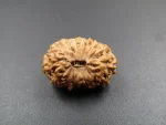 14 Mukhi Rudraksha